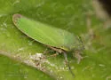 Bog Leafhopper - photo 5