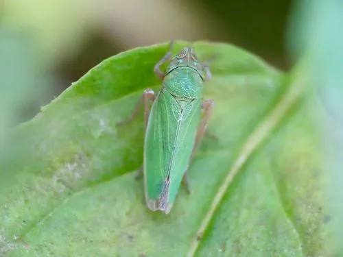 Helochara delta