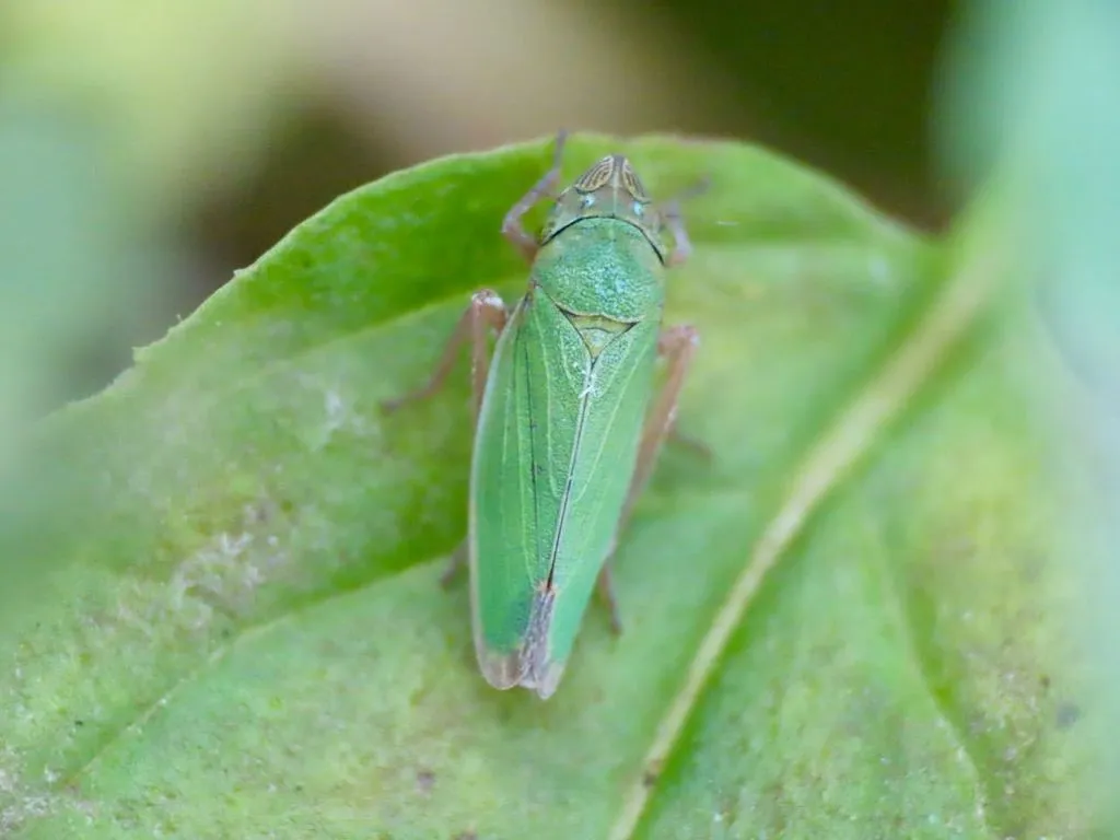 Helochara delta - photo 2
