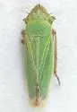 Helochara deltoides - photo 2