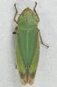 Helochara deltoides - photo 5
