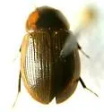 Helochares maculicollis