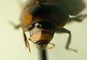 Helochares maculicollis - photo 2
