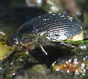 Helochares maculicollis - photo 3