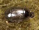 Helochares maculicollis - photo 4