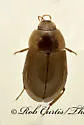 Helochares maculicollis - photo 5