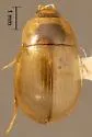 Helochares normatus