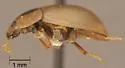 Helochares normatus - photo 2