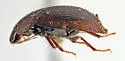 Helochares normatus - photo 5