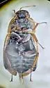 Helochares punctatus - photo 2