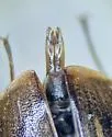 Helochares punctatus - photo 4