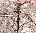 Selys' Sundragon - photo 2