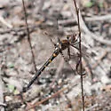 Selys' Sundragon - photo 4