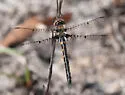 Selys' Sundragon - photo 5