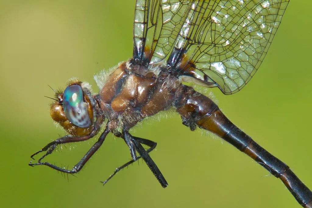 Uhler's Sundragon - photo 2