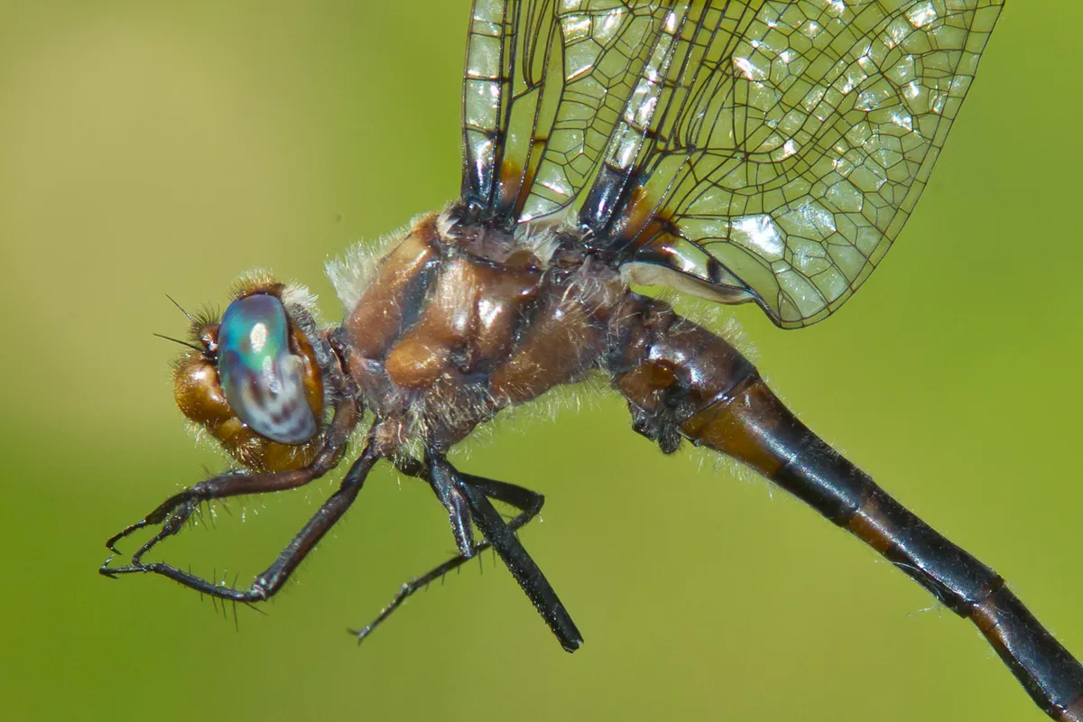 Uhler's Sundragon - photo 3