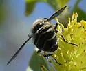 Helophilus bottnicus - photo 4