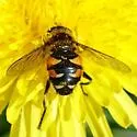 Helophilus groenlandicus