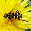 Helophilus groenlandicus - photo 2