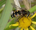 Helophilus groenlandicus - photo 3