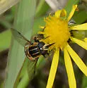 Helophilus groenlandicus - photo 4