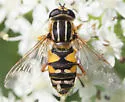 Helophilus intentus - Helophilus intentus