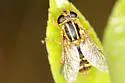 Helophilus intentus - photo 2