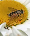 Helophilus intentus - photo 3