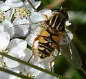 Helophilus intentus - photo 4