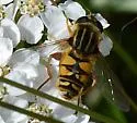 Helophilus intentus - photo 5