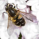 Helophilus lapponicus