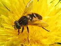 Helophilus lapponicus - photo 3
