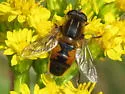 Helophilus lapponicus - photo 4