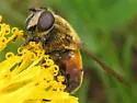 Helophilus lapponicus - photo 5