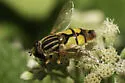 Helophilus latifrons