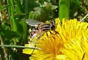 Helophilus latifrons - photo 2