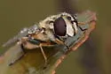 Helophilus latifrons - photo 3