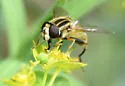 Helophilus latifrons - photo 4
