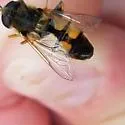 Helophilus latifrons - photo 5