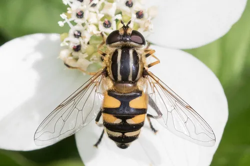 Helophilus neoaffinis