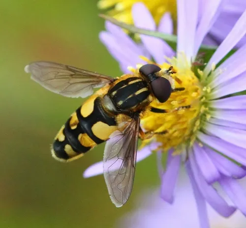 Helophilus obscurus - Helophilus obscurus