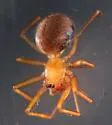 Helophora insignis