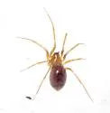 Helophora insignis - photo 2