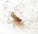 Helophora insignis - photo 3