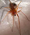 Helophora insignis - photo 4