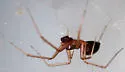 Helophora insignis - photo 5
