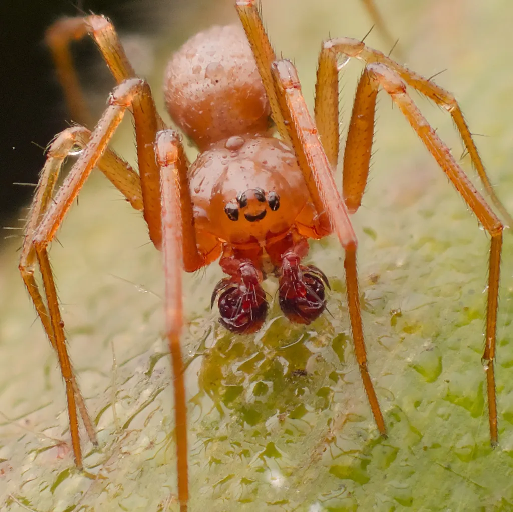 Helophora reducta