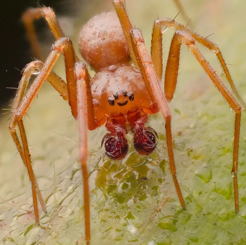 Helophora reducta - photo 2