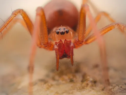 Helophora reducta - photo 3