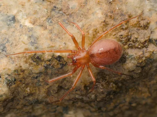 Helophora reducta - photo 4